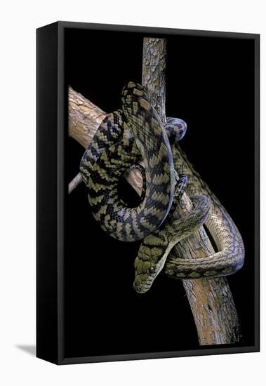 Morelia Amethistina (Amethyst Python)-Paul Starosta-Framed Stretched Canvas