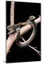 Morelia Amethistina (Amethyst Python)-Paul Starosta-Mounted Photographic Print