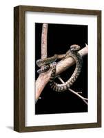 Morelia Amethistina (Amethyst Python)-Paul Starosta-Framed Photographic Print