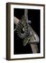 Morelia Amethistina (Amethyst Python)-Paul Starosta-Framed Photographic Print