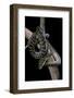 Morelia Amethistina (Amethyst Python)-Paul Starosta-Framed Photographic Print