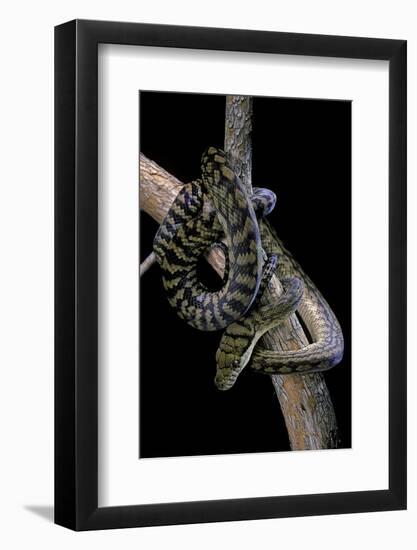 Morelia Amethistina (Amethyst Python)-Paul Starosta-Framed Photographic Print