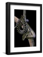 Morelia Amethistina (Amethyst Python)-Paul Starosta-Framed Photographic Print