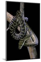 Morelia Amethistina (Amethyst Python)-Paul Starosta-Mounted Photographic Print