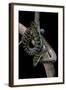 Morelia Amethistina (Amethyst Python)-Paul Starosta-Framed Photographic Print