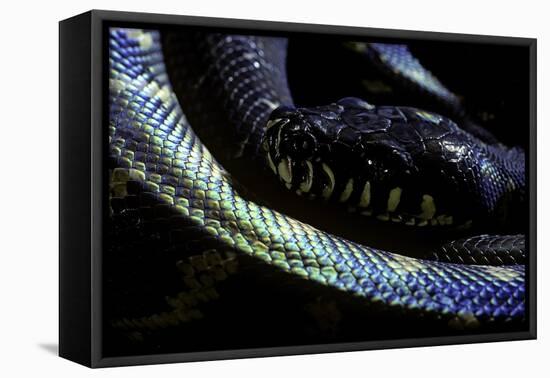 Morelia Boeleni (Black Python)-Paul Starosta-Framed Stretched Canvas