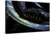 Morelia Boeleni (Black Python)-Paul Starosta-Stretched Canvas