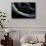 Morelia Boeleni (Black Python)-Paul Starosta-Framed Stretched Canvas displayed on a wall