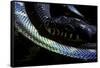 Morelia Boeleni (Black Python)-Paul Starosta-Framed Stretched Canvas