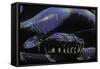 Morelia Boeleni (Black Python)-Paul Starosta-Framed Stretched Canvas