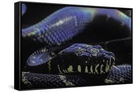 Morelia Boeleni (Black Python)-Paul Starosta-Framed Stretched Canvas