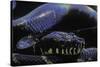 Morelia Boeleni (Black Python)-Paul Starosta-Stretched Canvas