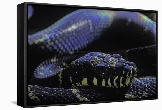 Morelia Boeleni (Black Python)-Paul Starosta-Framed Stretched Canvas