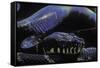 Morelia Boeleni (Black Python)-Paul Starosta-Framed Stretched Canvas