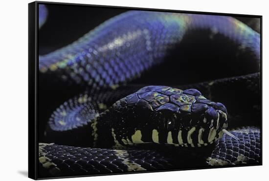 Morelia Boeleni (Black Python)-Paul Starosta-Framed Stretched Canvas