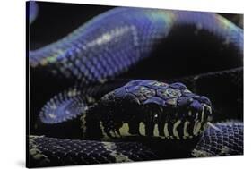 Morelia Boeleni (Black Python)-Paul Starosta-Stretched Canvas