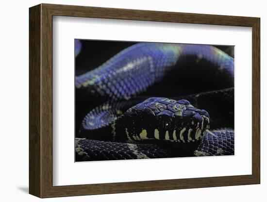 Morelia Boeleni (Black Python)-Paul Starosta-Framed Photographic Print