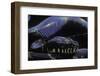 Morelia Boeleni (Black Python)-Paul Starosta-Framed Photographic Print