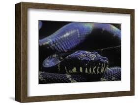 Morelia Boeleni (Black Python)-Paul Starosta-Framed Photographic Print