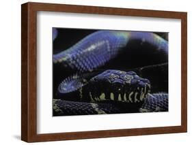 Morelia Boeleni (Black Python)-Paul Starosta-Framed Photographic Print