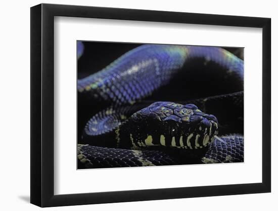 Morelia Boeleni (Black Python)-Paul Starosta-Framed Photographic Print