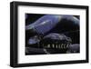 Morelia Boeleni (Black Python)-Paul Starosta-Framed Photographic Print