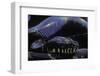 Morelia Boeleni (Black Python)-Paul Starosta-Framed Photographic Print