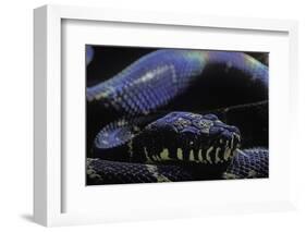 Morelia Boeleni (Black Python)-Paul Starosta-Framed Photographic Print