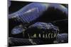 Morelia Boeleni (Black Python)-Paul Starosta-Mounted Photographic Print