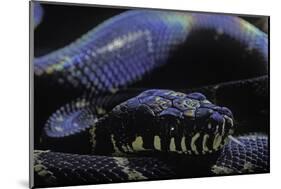 Morelia Boeleni (Black Python)-Paul Starosta-Mounted Photographic Print