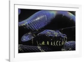 Morelia Boeleni (Black Python)-Paul Starosta-Framed Photographic Print