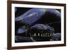 Morelia Boeleni (Black Python)-Paul Starosta-Framed Photographic Print