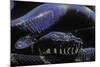 Morelia Boeleni (Black Python)-Paul Starosta-Mounted Photographic Print