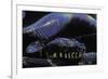 Morelia Boeleni (Black Python)-Paul Starosta-Framed Photographic Print