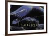 Morelia Boeleni (Black Python)-Paul Starosta-Framed Photographic Print