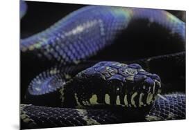 Morelia Boeleni (Black Python)-Paul Starosta-Mounted Photographic Print