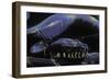 Morelia Boeleni (Black Python)-Paul Starosta-Framed Photographic Print