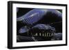 Morelia Boeleni (Black Python)-Paul Starosta-Framed Photographic Print