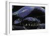 Morelia Boeleni (Black Python)-Paul Starosta-Framed Photographic Print