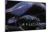 Morelia Boeleni (Black Python)-Paul Starosta-Mounted Photographic Print