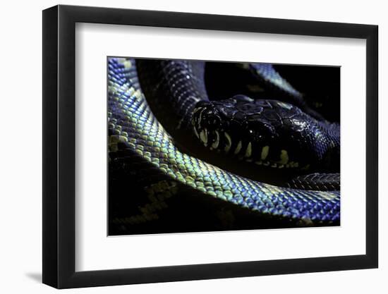 Morelia Boeleni (Black Python)-Paul Starosta-Framed Photographic Print