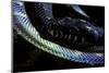 Morelia Boeleni (Black Python)-Paul Starosta-Mounted Photographic Print