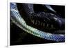 Morelia Boeleni (Black Python)-Paul Starosta-Framed Photographic Print