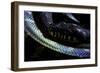 Morelia Boeleni (Black Python)-Paul Starosta-Framed Photographic Print