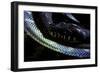 Morelia Boeleni (Black Python)-Paul Starosta-Framed Photographic Print