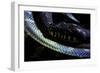 Morelia Boeleni (Black Python)-Paul Starosta-Framed Photographic Print