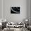 Morelia Boeleni (Black Python)-Paul Starosta-Stretched Canvas displayed on a wall