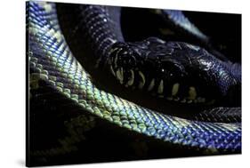 Morelia Boeleni (Black Python)-Paul Starosta-Stretched Canvas