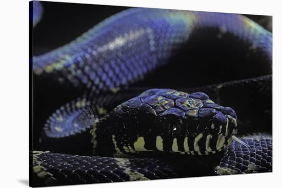 Morelia Boeleni (Black Python)-Paul Starosta-Stretched Canvas