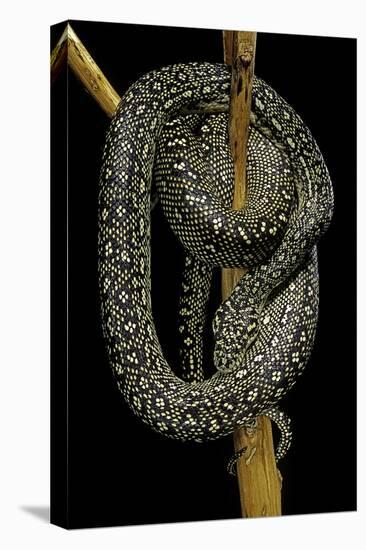 Morelia Spilota (Carpet Python)-Paul Starosta-Stretched Canvas